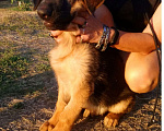 Собаки в Новороссийске: Немецкая овчарка Девочка, Бесплатно - фото 3