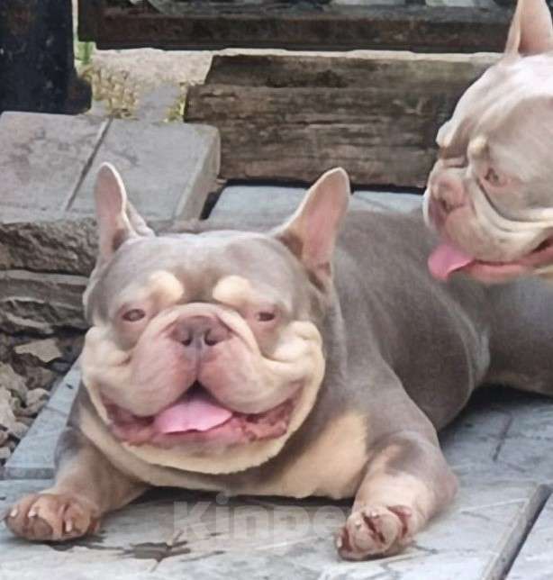 Собаки в Москве: Французский бульдог щенок  девочка платина Девочка, Бесплатно - фото 9