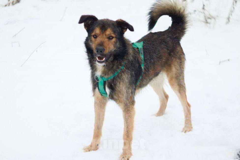 Собаки в Москве: Тимбо Мальчик, Бесплатно - фото 4