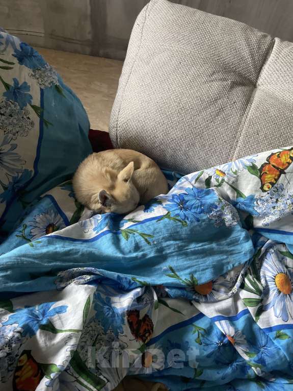 Собаки в Краснознаменске: Пропала собака Мальчик, 5 000 руб. - фото 3