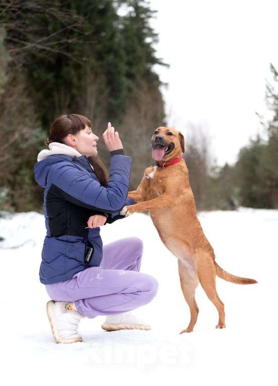 Собаки в Москве: Тайна вселенной (метис питбуля). В дар Девочка, Бесплатно - фото 5