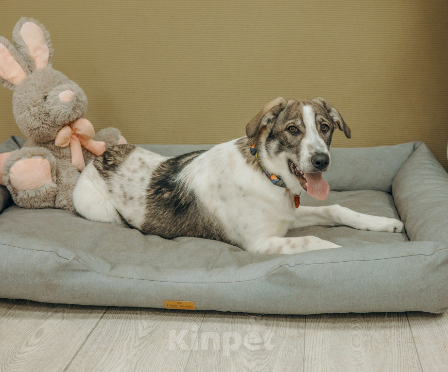 Собаки в Москве: Щенки бесплатно в Москве Девочка, Бесплатно - фото 7