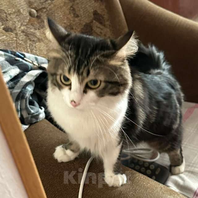 Кошки в Севастополе: Отдам сыночка в добрые руки Мальчик, Бесплатно - фото 1