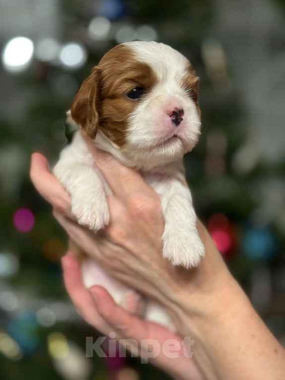 Собаки в Владимире: Щенки Кавалер Кинг Чарльз Спаниеля РКФ Мальчик, 90 000 руб. - фото 1