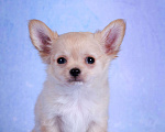 Собаки в Москве: Чихуахуа длинношерстный мальчик Мальчик, 20 000 руб. - фото 1