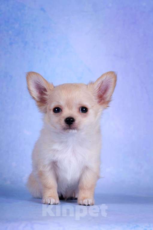 Собаки в Москве: Чихуахуа длинношерстный мальчик Мальчик, 20 000 руб. - фото 1