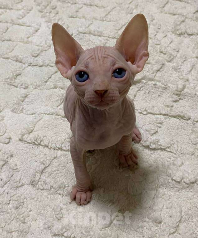 Кошки в Москве: Белый Мальчик, 30 000 руб. - фото 2