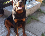 Собаки в Омске: Ротвейлер вязка, Бесплатно - фото 1