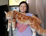 Кошки в Новосибирске: Вязка мейн кун, 2 000 руб. - фото 2
