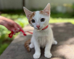 Кошки в Королеве: Котенок Мальчик, Бесплатно - фото 4