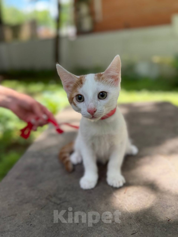 Кошки в Королеве: Котенок Мальчик, Бесплатно - фото 4