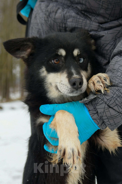 Собаки в Москве: Небольшая собачка в добрые руки Девочка, Бесплатно - фото 6