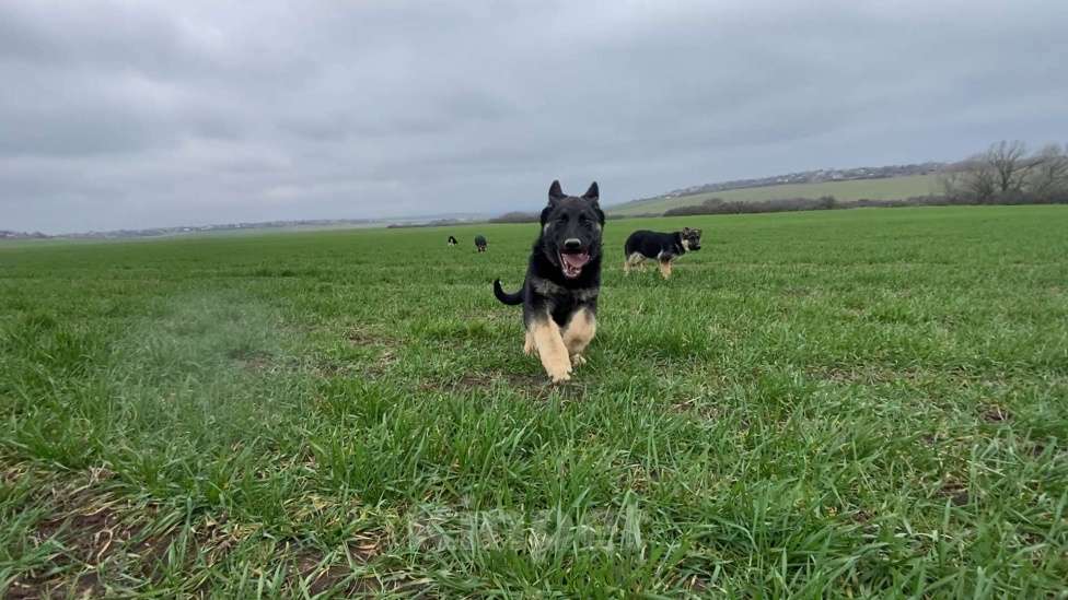 Собаки в других городах Крыма: Породистые щенки от чемпиона России Мальчик, 45 000 руб. - фото 8