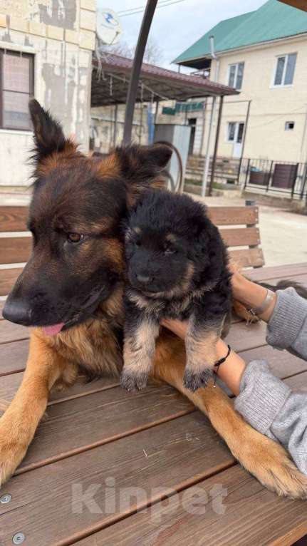 Собаки в других городах Краснодарского края: Щенок немецкой офчарки (красавчик)  Мальчик, 25 000 руб. - фото 3