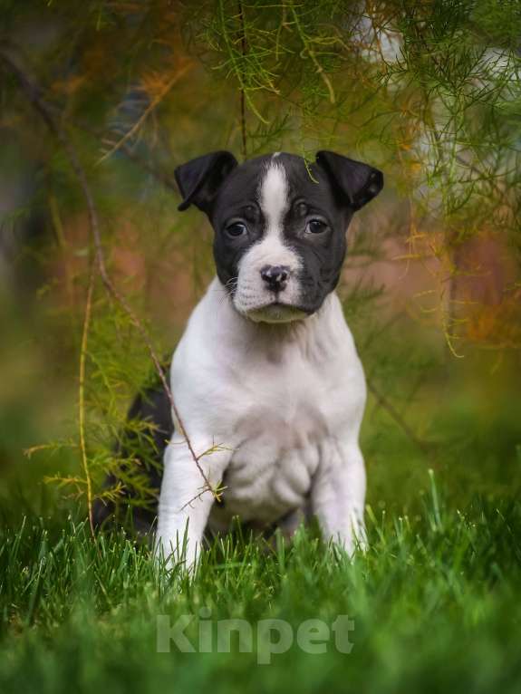 Собаки в других городах Самарской области: Породные щенки АСТ из питомника Девочка, 50 000 руб. - фото 4