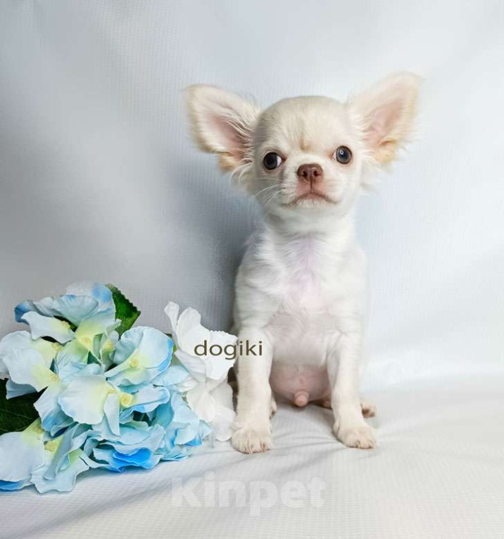 Собаки в Москве: Чихуахуа мальчик Мальчик, 25 000 руб. - фото 3