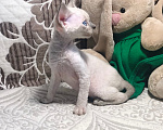 Кошки в Курске: Девон рекс котенок девочка Девочка, 70 000 руб. - фото 3