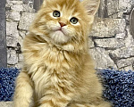 Кошки в Санкт-Петербурге: Мейн Кун котята  Девочка, 45 000 руб. - фото 4
