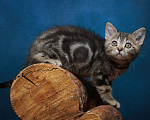 Кошки в Барнауле: Котик-страйт Винстон🖤 Мальчик, Бесплатно - фото 4