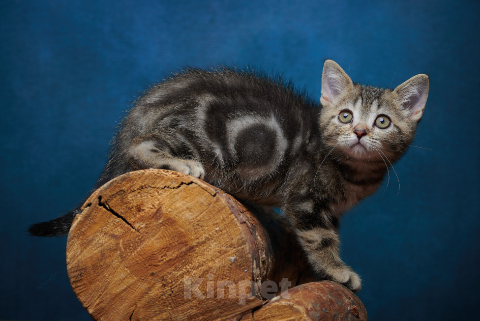 Кошки в Барнауле: Котик-страйт Винстон🖤 Мальчик, Бесплатно - фото 4