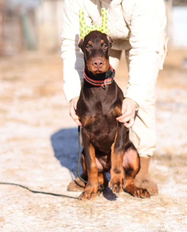 Собаки в Клине: Доберман, кобель, 4 месяца Мальчик, 100 000 руб. - фото 7