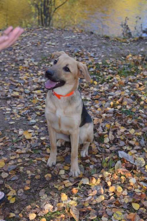 Собаки в Москве: Щенок Варюша ждет свою семью Девочка, 1 руб. - фото 4