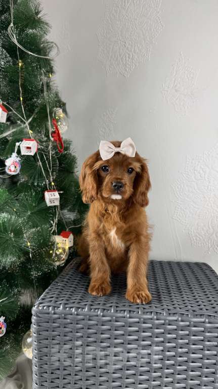 Собаки в Москве: Кавалерочка рубин щенок  Девочка, 60 000 руб. - фото 1