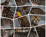 Кошки в Москве: Бенгальские леопардики.  Мальчик, 30 000 руб. - фото 6
