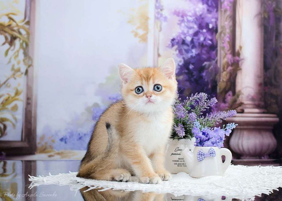 Кошки в Красноярске: Девочка,шотландская золотая шиншилла Девочка, 30 000 руб. - фото 6