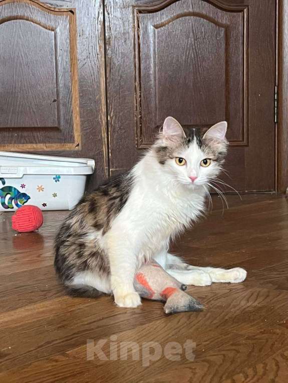 Кошки в Москве: Котенок Эли ищет дом Девочка, Бесплатно - фото 3