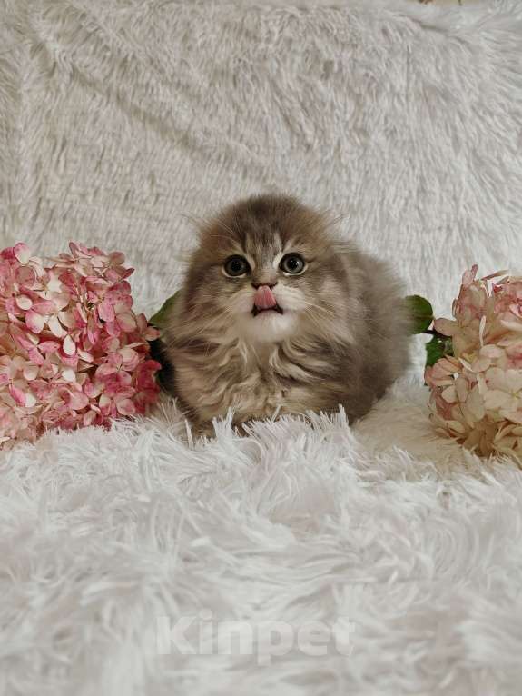 Кошки в Москве: Длинношертсная шотландская кошечка Девочка, 65 000 руб. - фото 8