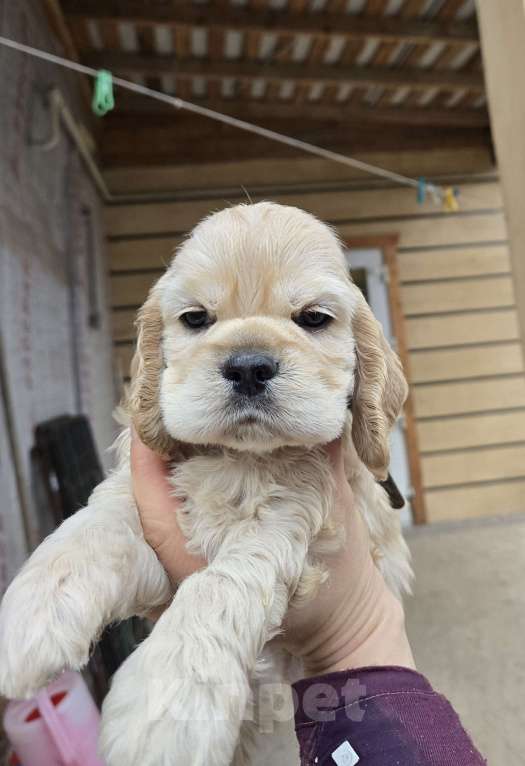 Собаки в Пушкино: Щенок американского кокера палевого окраса Мальчик, 60 000 руб. - фото 1