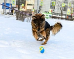 Собаки в Москве: Ява Девочка, Бесплатно - фото 4