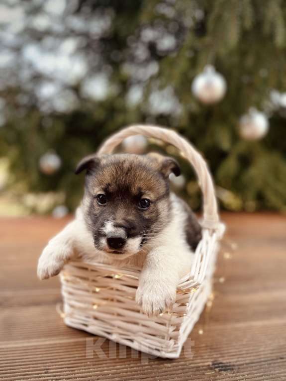 Собаки в Москве: Топтыш ищет семью  Мальчик, Бесплатно - фото 4