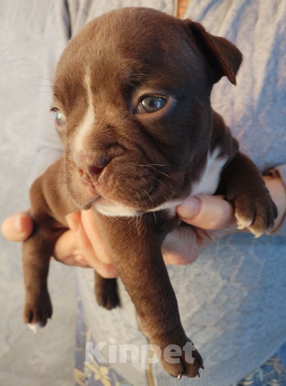 Собаки в Ростове-на-Дону: Американский булли  Мальчик, Бесплатно - фото 2