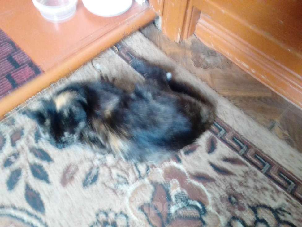 Кошки в Кондрово: продам кошку Девочка, 2 000 руб. - фото 3