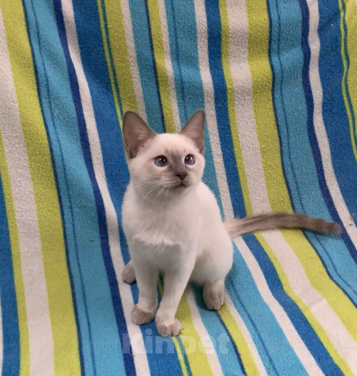 Кошки в Москве: ✨Тайский котёнок лайлак-пойнт, 4 месяца ✨ Мальчик, 60 000 руб. - фото 2