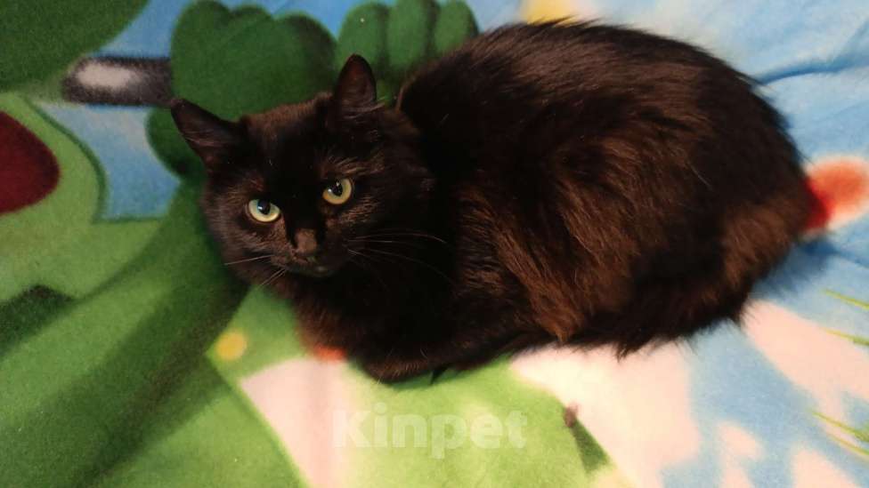 Кошки в Санкт-Петербурге: Пушинка Девочка, Бесплатно - фото 2