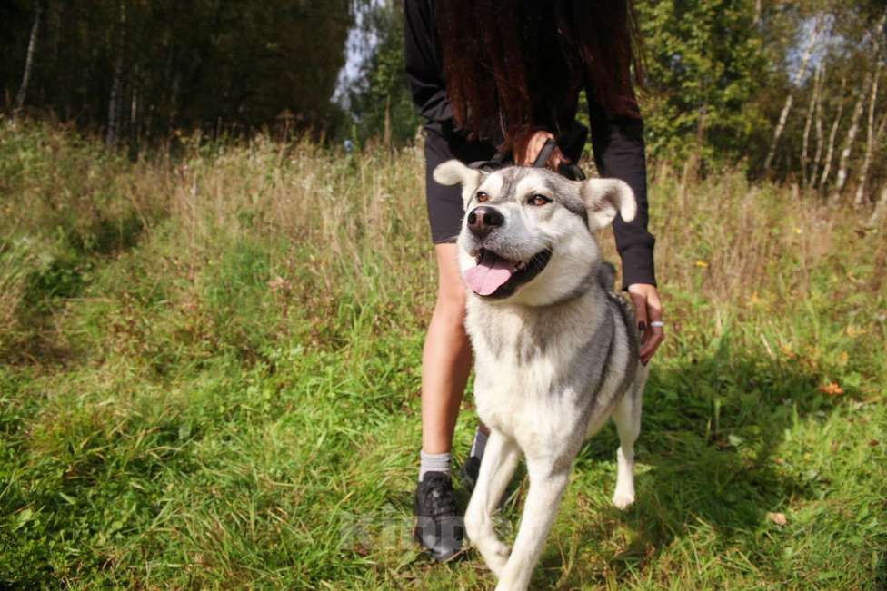 Собаки в Москве: Серенький Мальчик, Бесплатно - фото 31