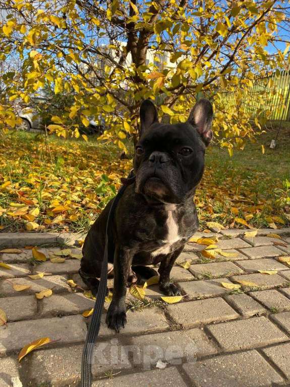 Собаки в Красногорске: В самые добрые руки Мальчик, Бесплатно - фото 2