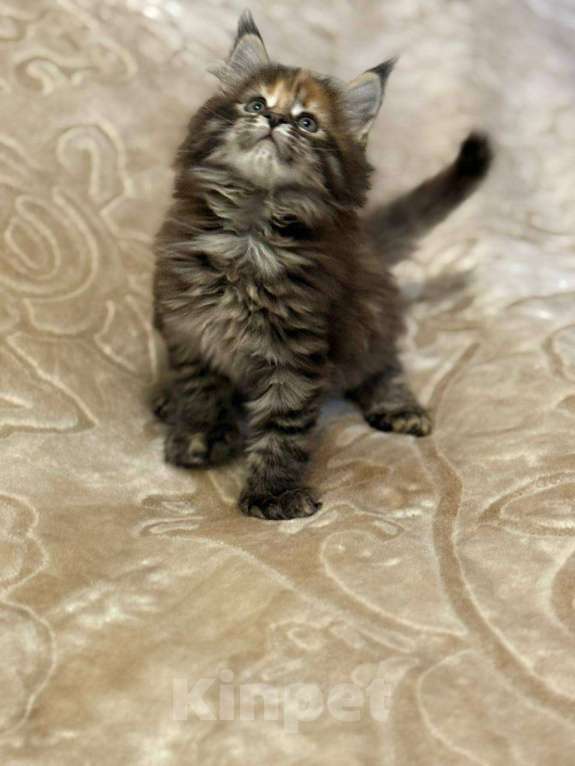 Кошки в Серпухове: Котёнок мейн-кун полидакт Девочка, 65 000 руб. - фото 4