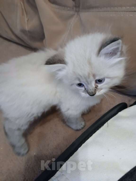 Кошки в Москве: Красивый мальчик, окрас- сил табби пойнт Мальчик, Бесплатно - фото 1