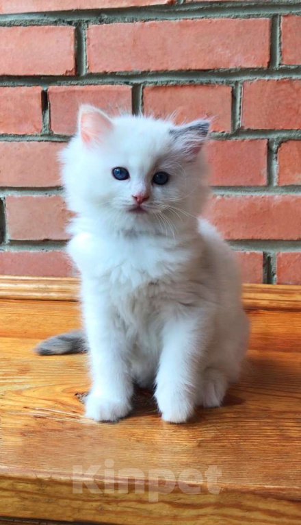 Кошки в Москве: Котёнок девочка породы Рэгдолл - Amour Девочка, 60 000 руб. - фото 3