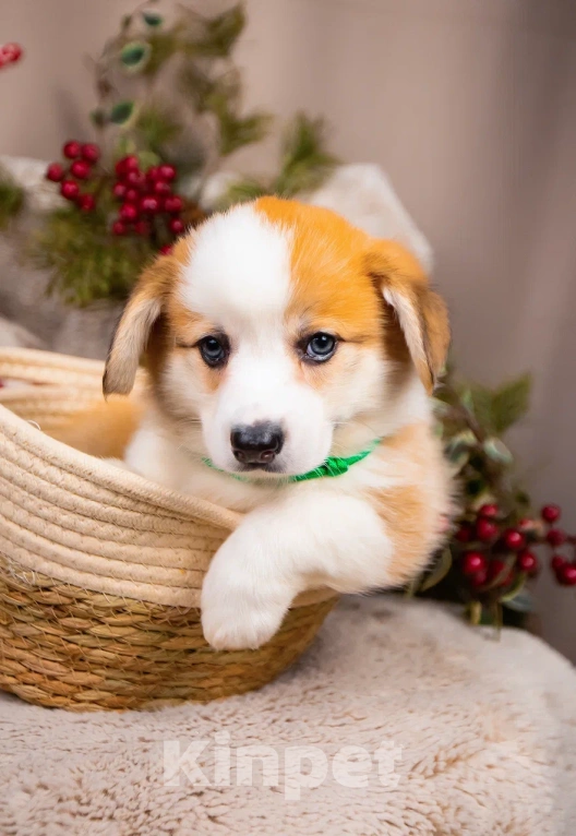 Собаки в Новосибирске: Валерион Таргариен щенок корги Мальчик, 80 000 руб. - фото 2