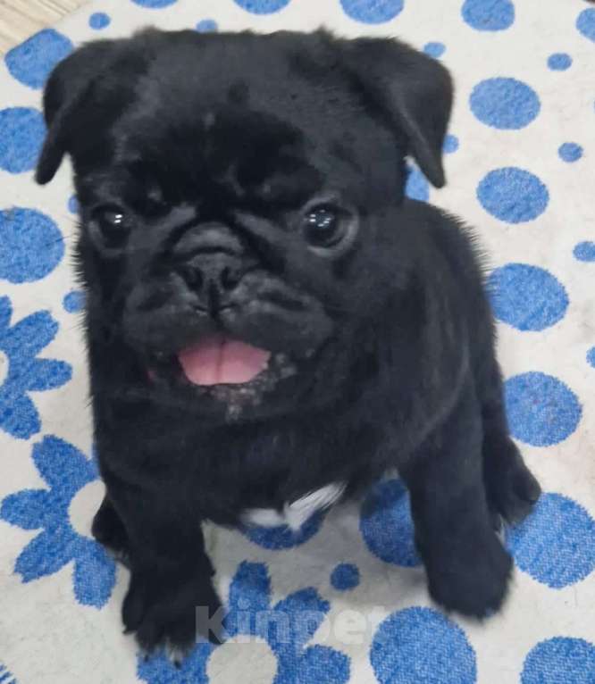 Собаки в Чите: Очаровательные щенки мопса Девочка, 45 000 руб. - фото 4
