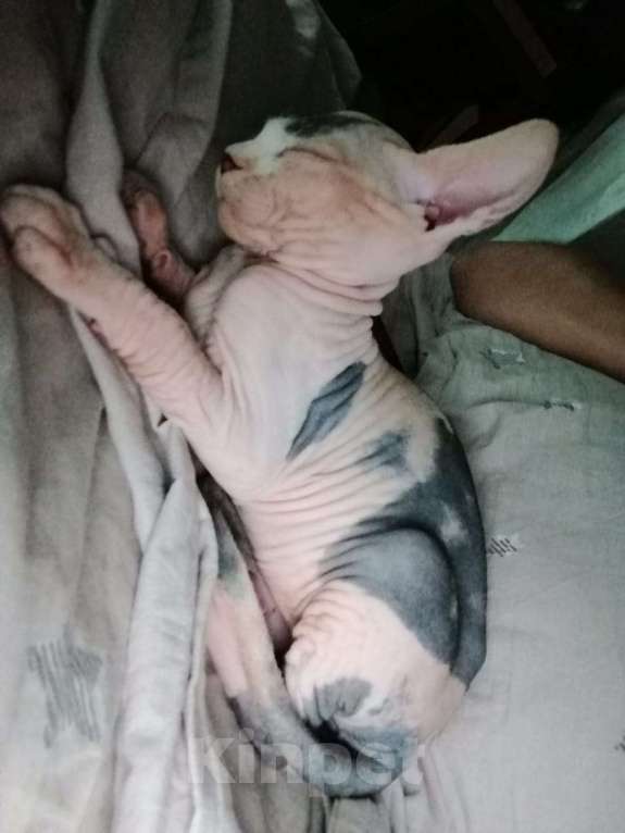 Кошки в Волжском: Принцесса Девочка, 6 000 руб. - фото 2