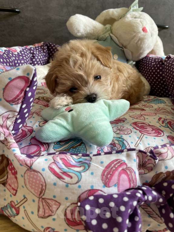 Собаки в Москве: Мальтипу micro Мия Девочка, 150 руб. - фото 5