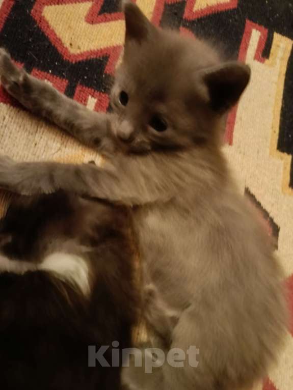 Кошки в Москве: котенок в добрые руки Девочка, 100 руб. - фото 4