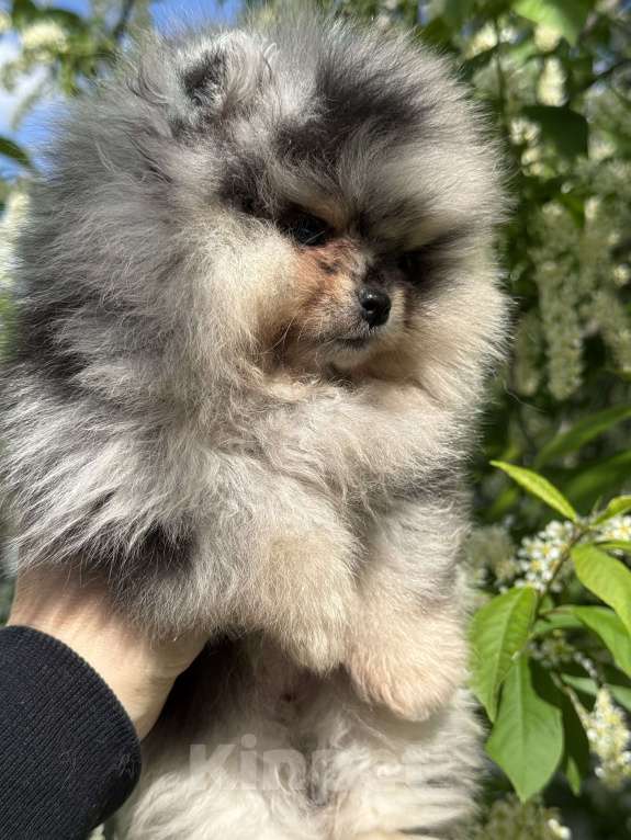 Собаки в Перми: Голубоглазая принцесса Девочка, Бесплатно - фото 3