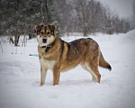 Собаки в Наро-Фоминске: Белла Девочка, Бесплатно - фото 8